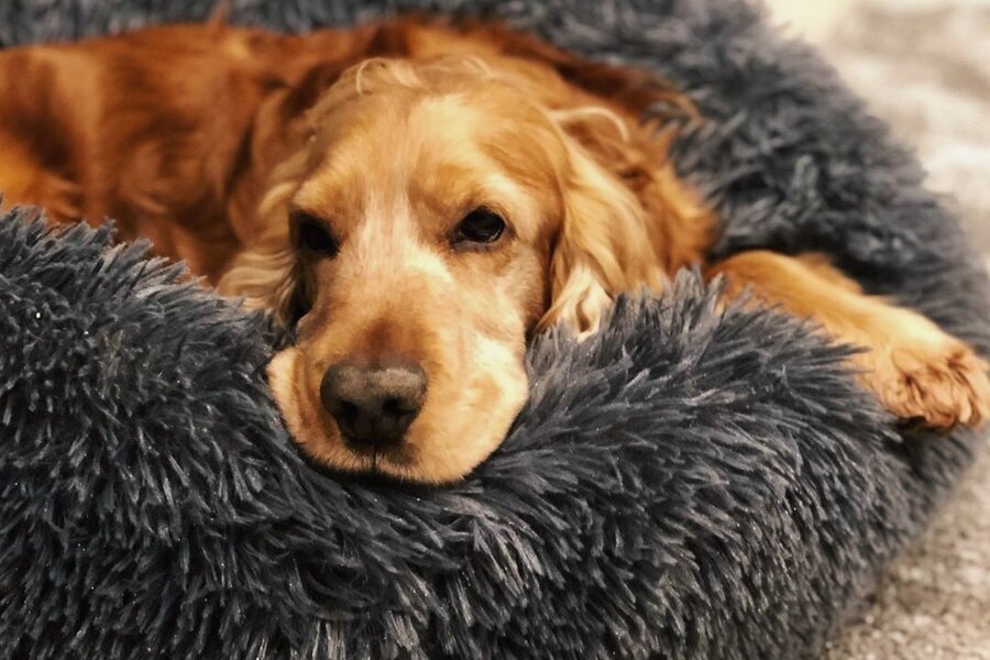 Golden Retriever ruht in einem flauschigen grauen Bett