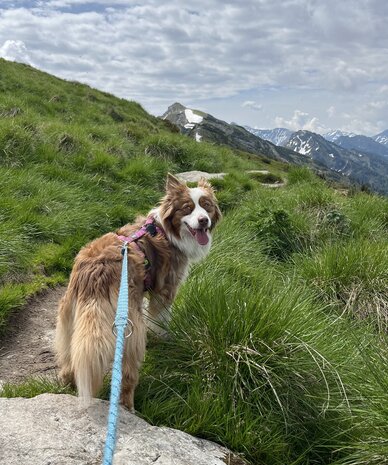 Braun-weißer Border Collie auf grünem Bergpfad