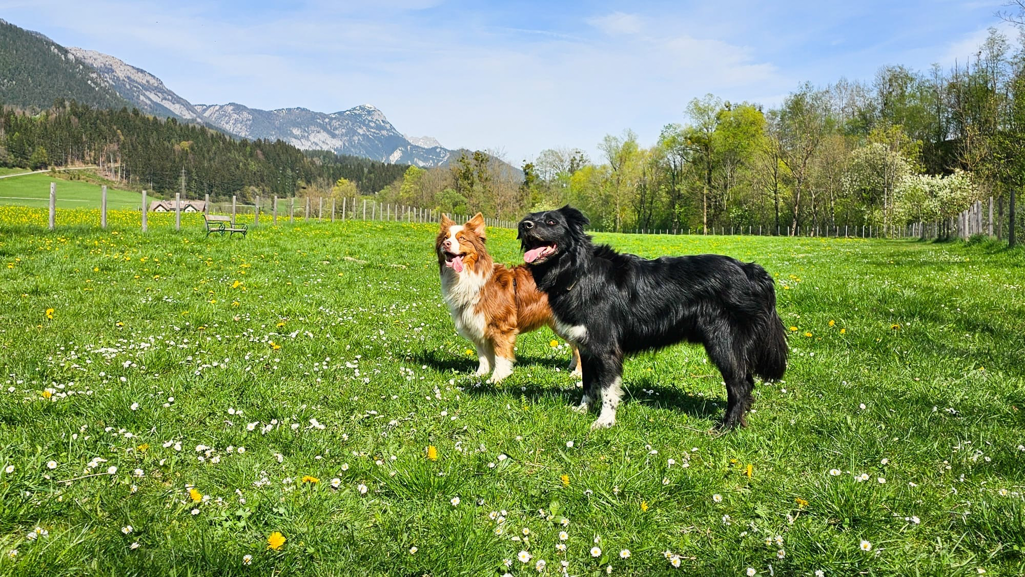 Zwei Hunde stehen in einer grünen Wiese mit Gänseblümchen vor Bergen